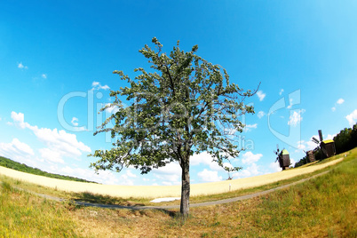 one tree in field