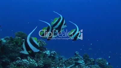 Longfin bannerfish