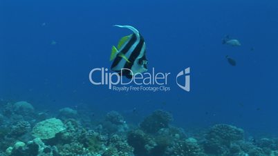 Longfin bannerfish