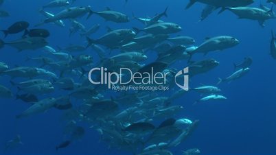 Blauflossen Makrelen, bluefin travelly