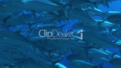 Blauflossen Makrelen, bluefin travelly