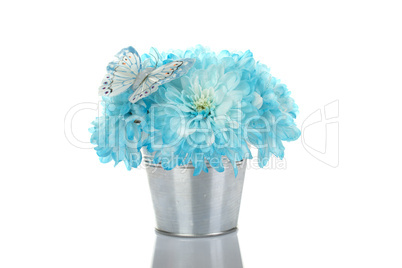 Blue chrysanthemums in a pail