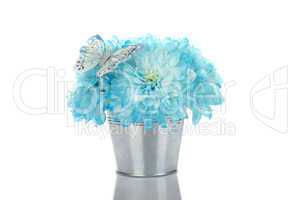 Blue chrysanthemums in a pail