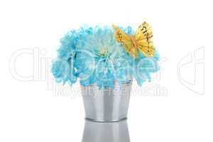 Blue chrysanthemums in a pail