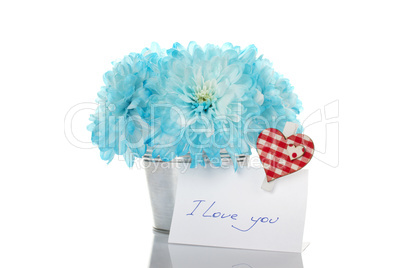 Blue chrysanthemums in a pail