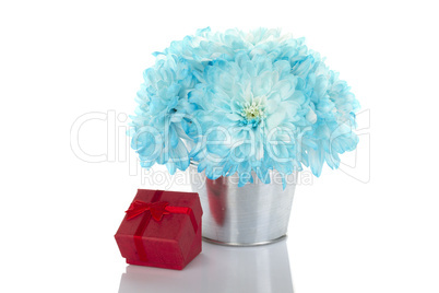 Blue chrysanthemums in a pail