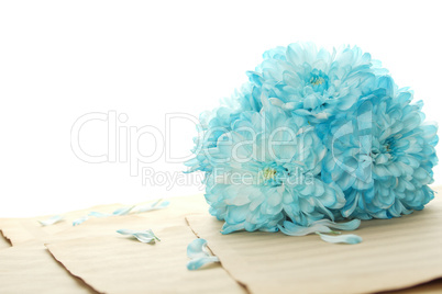 Blue chrysanthemums