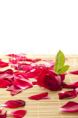 Red rose and petals