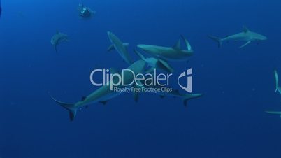 Grauer Riffhai (Carcharhinus amblyrhynchos)