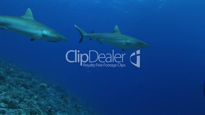 Grey reef sharks