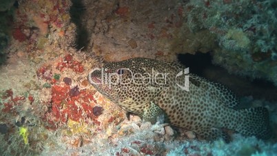 Epinephelus polyphekadion