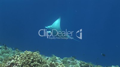 Riesenmanta (Manta birostris)