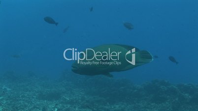 Napoleon-Lippfisch (Cheilinus undulatus)