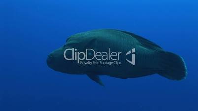 Napoleon-Lippfisch (Cheilinus undulatus)