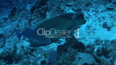 Napoleon-Lippfisch (Cheilinus undulatus)