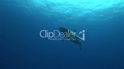 Silberspitzenhai (Carcharhinus albimarginatus)