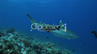 Silberspitzenhaie (Carcharhinus albimarginatus)