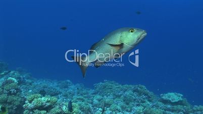 Lutjanus bohar, red snapper