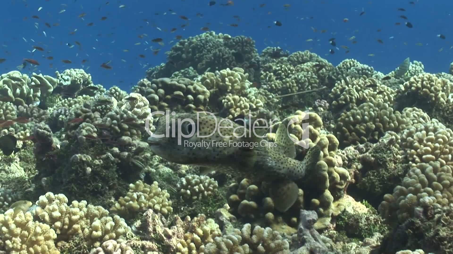 Kugelfisch, Porcupinefish ( Diodon nicthemerus): Lizenzfreie Stock ...