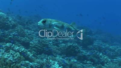 Porcupinefish (Diodon nicthemerus)