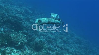 Porcupinefish (Diodon nicthemerus)