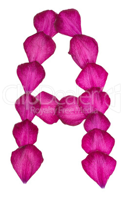 Pink Clematis petals forming letter A