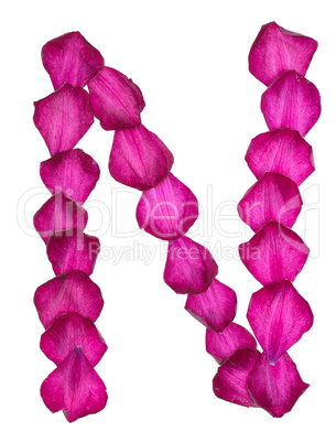 Pink Clematis petals forming letter N