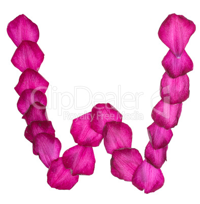 Pink Clematis petals forming letter W