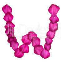 Pink Clematis petals forming letter W