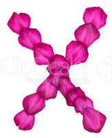 Pink Clematis petals forming letter X