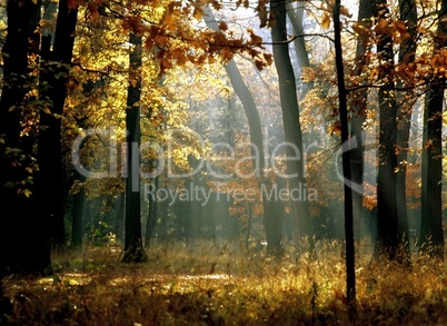 Autumn in forest