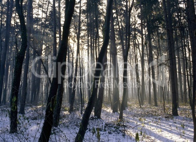 Forest in winter