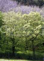 Forest in Spring