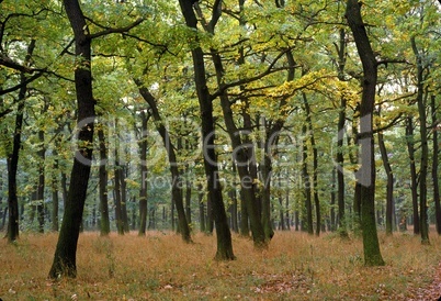 Autumn in forest