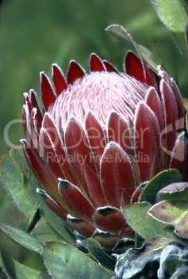 Protea