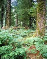 Forest, Oregon
