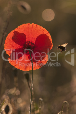 Mohn im Gegenlicht