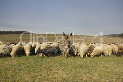 Lili und die Schafe