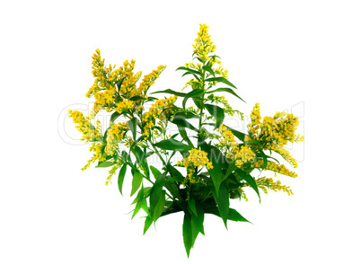 Goldrute (Solidago) auf weißem Hintergrund