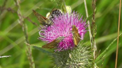 Dickkopffalter - Thick head moth