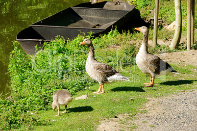 Gans - goose 06