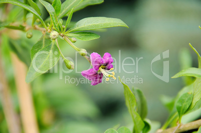 Goji Bluete - goji berry flower 01