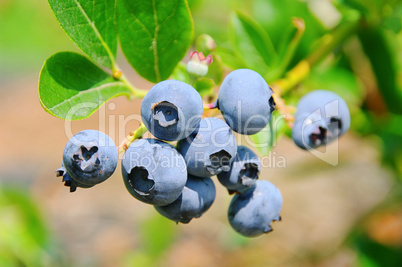 Heidelbeere am Strauch 01- blueberry on shrub 02