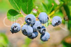 Heidelbeere am Strauch 01- blueberry on shrub 02