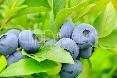 Heidelbeere am Strauch 01- blueberry on shrub 04