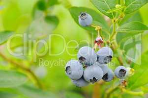 Heidelbeere am Strauch 01- blueberry on shrub 05
