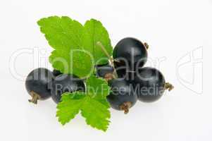 Johannisbeere schwarz freigestellt - black currant isolated 03