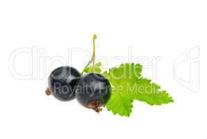 Johannisbeere schwarz freigestellt - black currant isolated 04