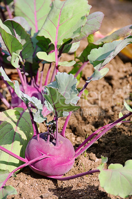 Kohlrabi - turnip cabbage 03