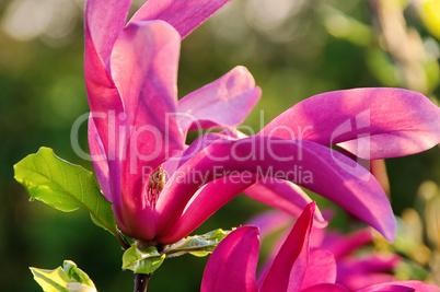 Magnolie - magnolia 17